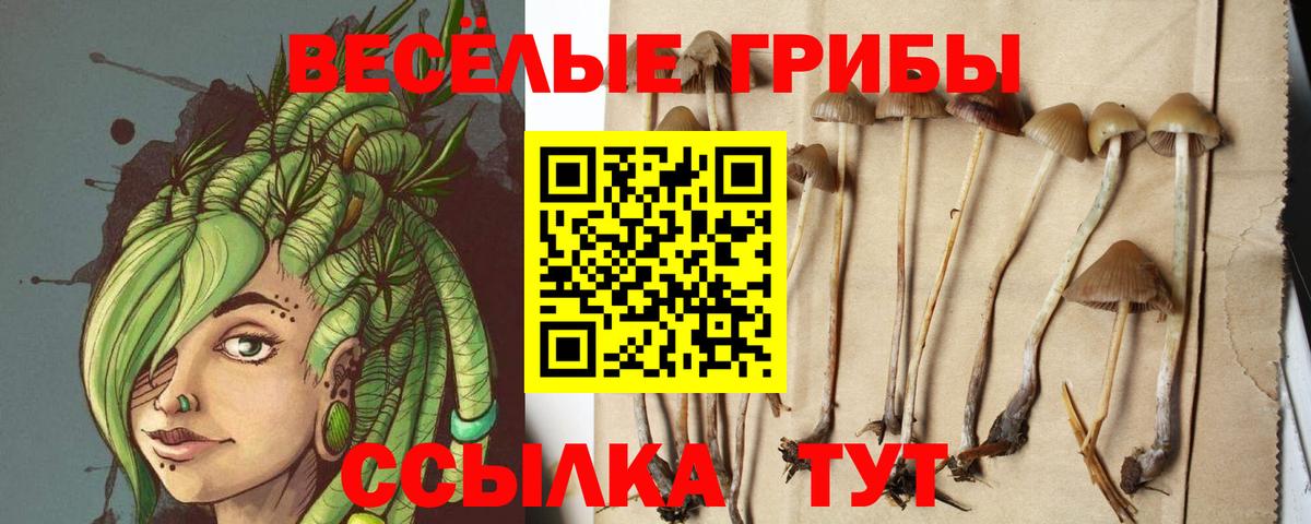 Галлюциногенные грибы Psilocybine cubensis Киселёвск